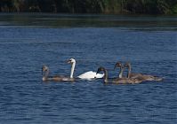 Vogel-Schwan-201-20819-203.jpg
