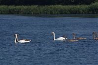 Vogel-Schwan-201-20819-205.jpg