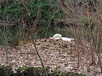 Vogel-Schwan-20100328-033.jpg
