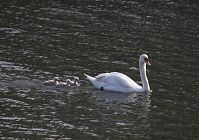 Dateiname=Vogel-Schwan-20100522-10.jpg
Dateigröße=204KB
Abmessungen: 880x619
hinzugefügt am: 06. Januar 2016 Vogel-Schwan-20100522-10.jpg