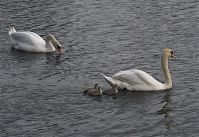 Dateiname=Vogel-Schwan-20100522-14.jpg
Dateigröße=200KB
Abmessungen: 880x607
hinzugefügt am: 06. Januar 2016 Vogel-Schwan-20100522-14.jpg
