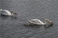 Dateiname=Vogel-Schwan-20100522-15.jpg
Dateigröße=189KB
Abmessungen: 880x588
hinzugefügt am: 06. Januar 2016 Vogel-Schwan-20100522-15.jpg