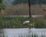Vogel-Schwan-20100523-30.jpg