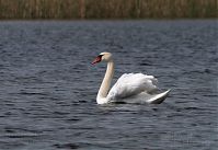 Vogel-Schwan-20100523-31.jpg