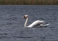 Vogel-Schwan-20100523-32.jpg