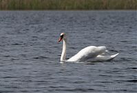 Vogel-Schwan-20100523-33.jpg