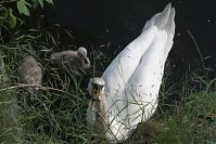 Vogel-Schwan-20100530-10.jpg