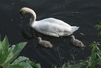 Dateiname=Vogel-Schwan-20100530-11.jpg
Dateigröße=133KB
Abmessungen: 880x588
hinzugefügt am: 06. Januar 2016 Vogel-Schwan-20100530-11.jpg