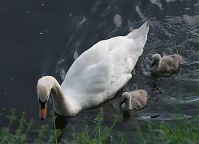 Vogel-Schwan-20100530-14.jpg