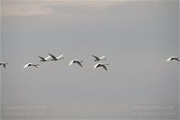 Vogel-Schwan-20101101-37.jpg