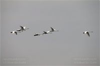 Vogel-Schwan-20101101-38.jpg