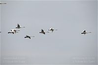 Vogel-Schwan-20101101-39.jpg