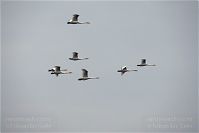 Dateiname=Vogel-Schwan-20101101-40.jpg
Dateigröße=57KB
Abmessungen: 880x588
hinzugefügt am: 06. Januar 2016 Vogel-Schwan-20101101-40.jpg