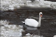 Vogel-Schwan-20101224-10.jpg