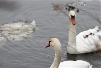 Vogel-Schwan-20101224-11.jpg