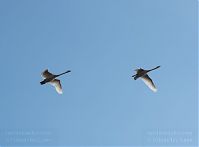 Vogel-Schwan-20110326-001.jpg