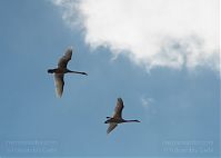 Vogel-Schwan-20110326-003.jpg