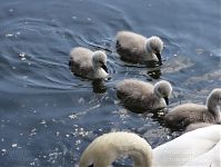Dateiname=Vogel-Schwan-20110523-47.jpg
Dateigröße=167KB
Abmessungen: 880x661
hinzugefügt am: 06. Januar 2016 Vogel-Schwan-20110523-47.jpg
