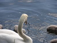 Dateiname=Vogel-Schwan-20110523-48.jpg
Dateigröße=153KB
Abmessungen: 880x661
hinzugefügt am: 06. Januar 2016 Vogel-Schwan-20110523-48.jpg