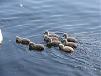 Vogel-Schwan-20110523-49.jpg
