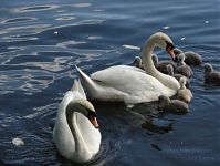 Dateiname=Vogel-Schwan-20110523-50.jpg
Dateigröße=171KB
Abmessungen: 880x661
hinzugefügt am: 06. Januar 2016 Vogel-Schwan-20110523-50.jpg
