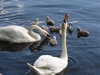 Vogel-Schwan-20110523-51.jpg