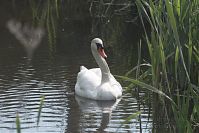 Vogel-Schwan-20110528-60.jpg