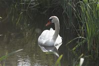Vogel-Schwan-20110528-61.jpg