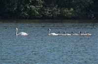 Vogel-Schwan-20110627-19.jpg