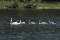 Dateiname=Vogel-Schwan-20110627-20.jpg
Dateigröße=176KB
Abmessungen: 880x593
hinzugefügt am: 06. Januar 2016 Vogel-Schwan-20110627-20.jpg
