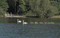 Vogel-Schwan-20110627-21.jpg