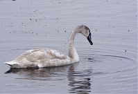 Vogel-Schwan-20121104-01.jpg