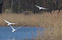 Vogel-Schwan-201304-20-01.jpg