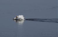 Vogel-Schwan-201304-20-144.jpg