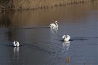 Vogel-Schwan-201304-20-145.jpg