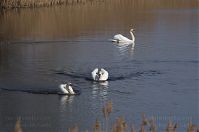Vogel-Schwan-201304-20-147.jpg