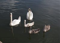 Dateiname=Vogel-Schwan-20130730-200.jpg
Dateigröße=101KB
Abmessungen: 880x637
hinzugefügt am: 06. Januar 2016 Vogel-Schwan-20130730-200.jpg