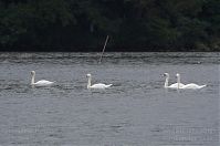 Dateiname=Vogel-Schwan-20130820-106.jpg
Dateigröße=151KB
Abmessungen: 880x584
hinzugefügt am: 06. Januar 2016 Vogel-Schwan-20130820-106.jpg