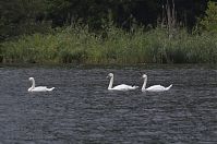 Vogel-Schwan-20130820-107.jpg