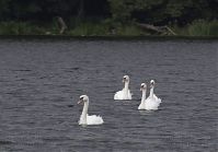 Vogel-Schwan-20130820-108.jpg