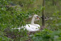 Dateiname=Vogel-Schwan-20140507-124.jpg
Dateigröße=192KB
Abmessungen: 880x584
hinzugefügt am: 06. Januar 2016 Vogel-Schwan-20140507-124.jpg
