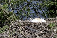 Dateiname=Vogel-Schwan-20140515-123.jpg
Dateigröße=280KB
Abmessungen: 880x584
hinzugefügt am: 06. Januar 2016 Vogel-Schwan-20140515-123.jpg