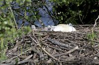 Vogel-Schwan-20140515-124.jpg