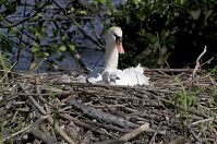 Vogel-Schwan-20140515-125.jpg