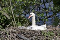 Dateiname=Vogel-Schwan-20140515-127.jpg
Dateigröße=252KB
Abmessungen: 880x584
hinzugefügt am: 06. Januar 2016 Vogel-Schwan-20140515-127.jpg