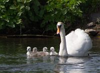 Vogel-Schwan-20140517-177.jpg