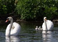 Vogel-Schwan-20140517-178.jpg