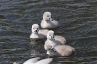 Vogel-Schwan-20140517-180.jpg