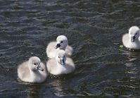 Vogel-Schwan-20140517-183.jpg