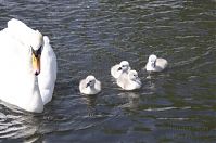 Vogel-Schwan-20140517-184.jpg